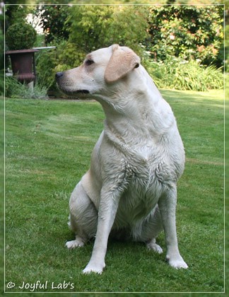 Joyful Lab's Cuddly Girl