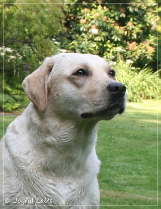 Joyful Lab's Cuddly Girl