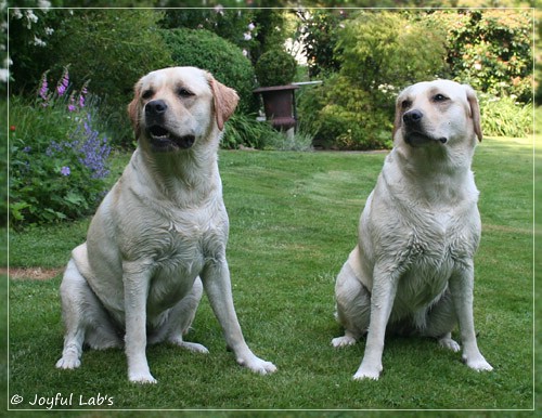 Joyful Lab's Cuddly Girl & Classic Girl