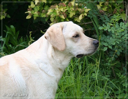 Joyful Lab's Cuddly Girl