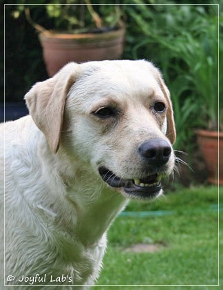 Joyful Lab's Cuddly Girl