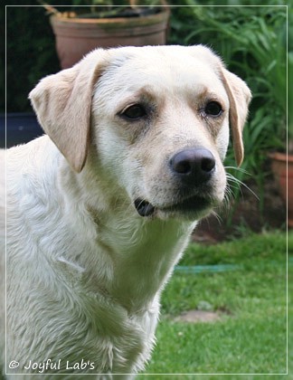 Joyful Lab's Cuddly Girl