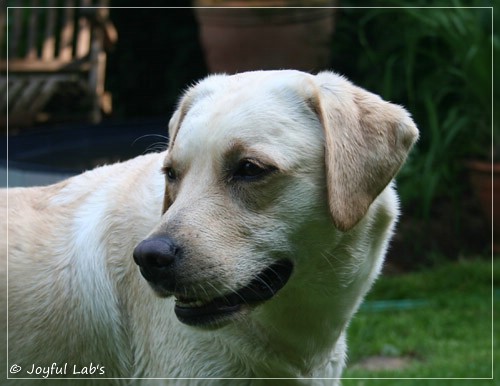 Joyful Lab's Cuddly Girl