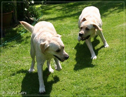 Joyful Lab's Cuddly Girl & Classic Girl