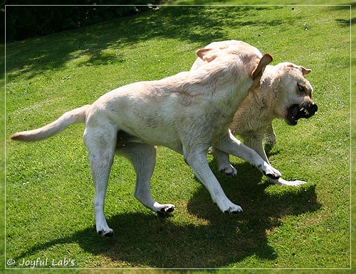 Joyful Lab's Cuddly Girl & Classic Girl