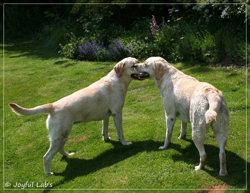 Joyful Lab's Cuddly Girl & Classic Girl