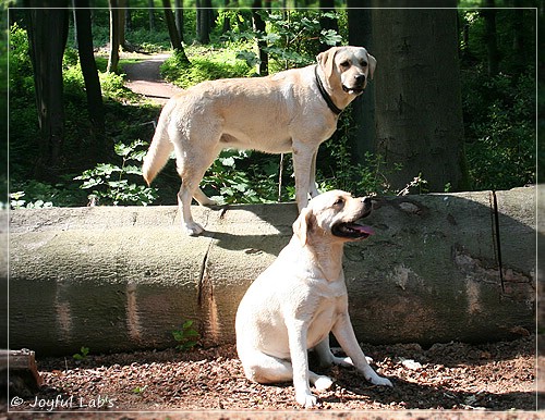 Joyful Lab's Cuddly Girl & Classic Girl