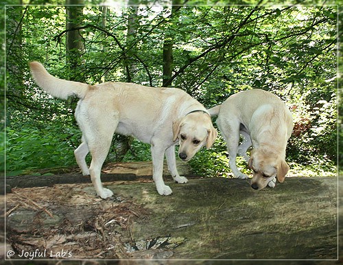 Joyful Lab's Cuddly Girl & Classic Girl