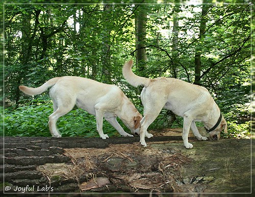 Joyful Lab's Cuddly Girl & Classic Girl