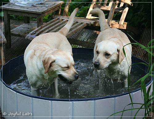 Joyful Lab's Cuddly Girl & Classic Girl