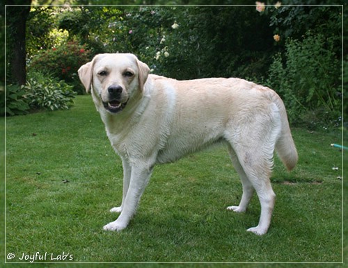 Joyful Lab's Cuddly Girl