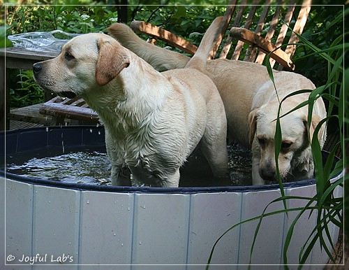 Joyful Lab's Cuddly Girl & Classic Girl