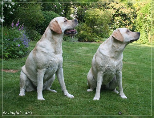 Joyful Lab's Cuddly Girl & Classic Girl