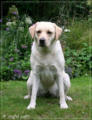 Joyful Lab's Cuddly Girl