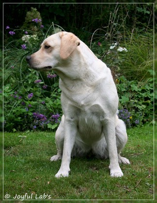 Joyful Lab's Cuddly Girl