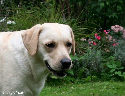 Joyful Lab's Cuddly Girl