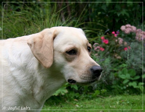 Joyful Lab's Cuddly Girl