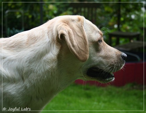 Joyful Lab's Cuddly Girl