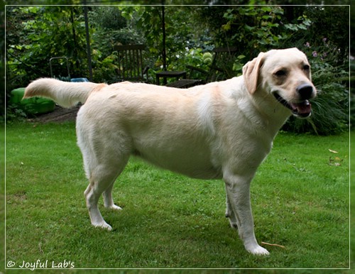 Joyful Lab's Cuddly Girl