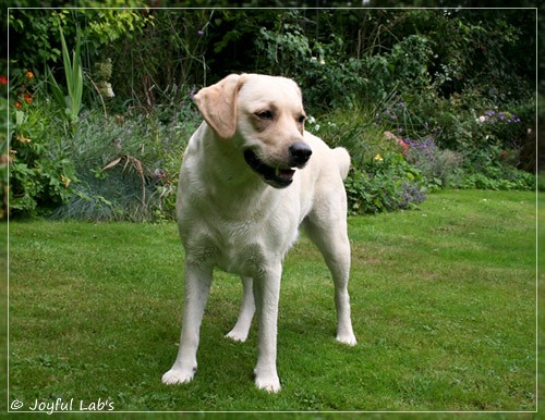 Joyful Lab's Cuddly Girl