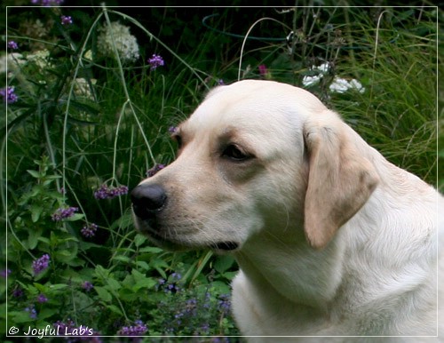 Joyful Lab's Cuddly Girl