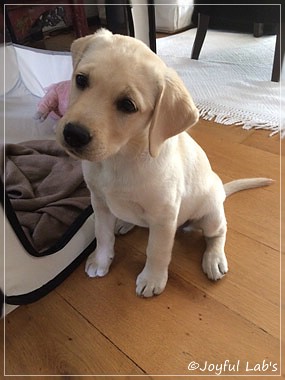 Joyful Lab's Cuddly Girl