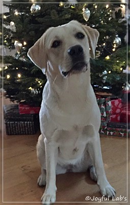 Joyful Lab's Cuddly Girl