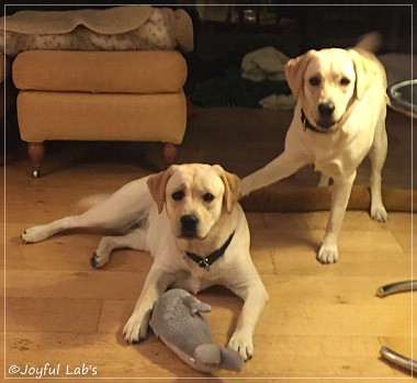 Joyful Lab's Cuddly Girl & Classic Girl