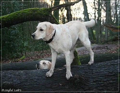 Joyful Lab's Cuddly Girl & Classic Girl