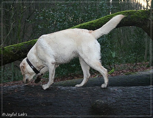 Joyful Lab's Cuddly Girl & Classic Girl