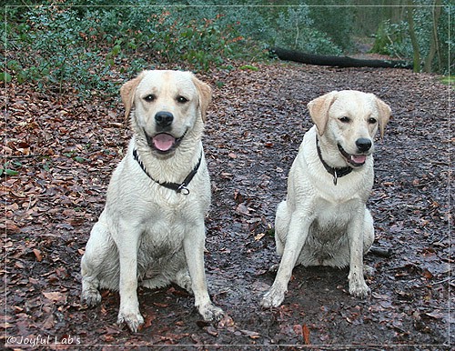 Joyful Lab's Cuddly Girl & Classic Girl