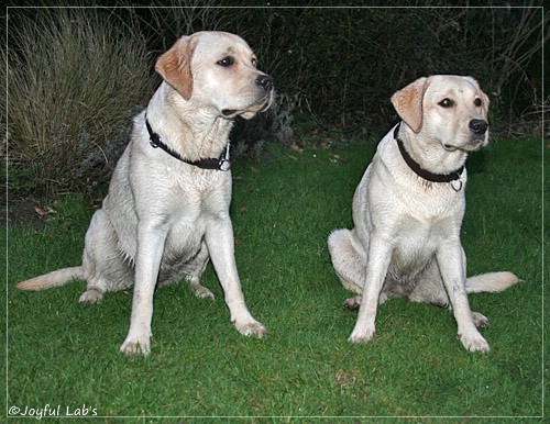 Joyful Lab's Cuddly Girl & Classic Girl