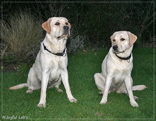 Joyful Lab's Cuddly Girl & Classic Girl