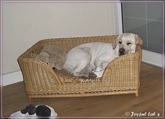 Joyful Lab's Bright Girl