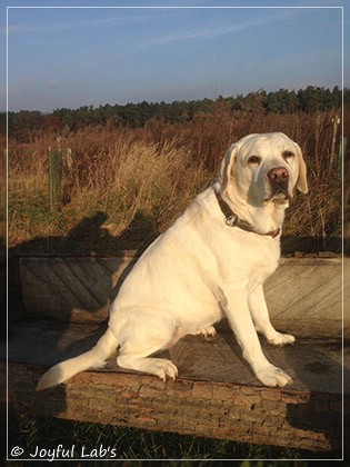 Joyful Lab's Bright Girl