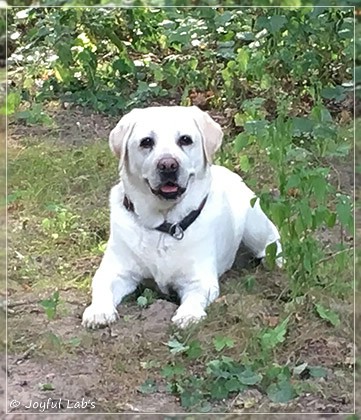 Joyful Lab's Bright Girl