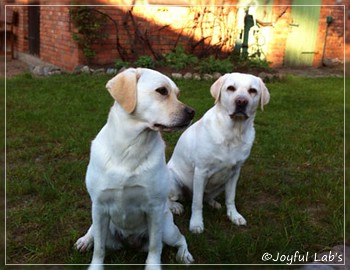 Joyful Lab's Bright Girl "Lucy"