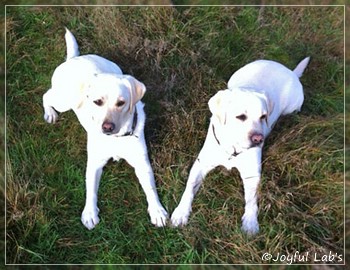 Joyful Lab's Bright Girl "Lucy"