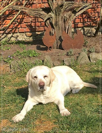 Joyful Lab's Bright Girl