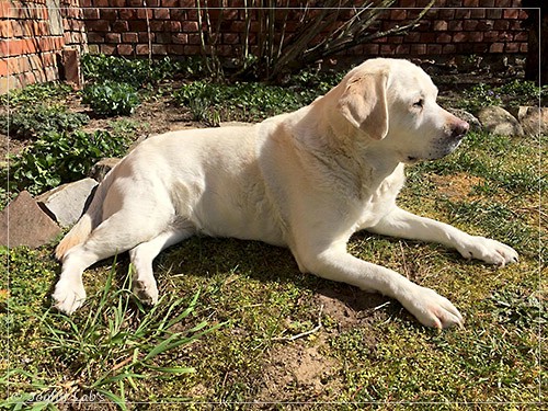 Joyful Lab's Bright Girl