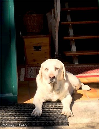 Joyful Lab's Bright Girl