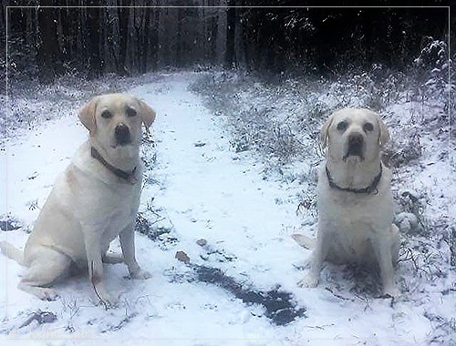 Joyful Lab's Bright Girl