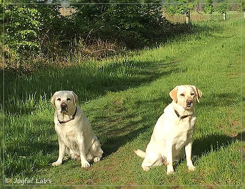 Joyful Lab's Bright Girl