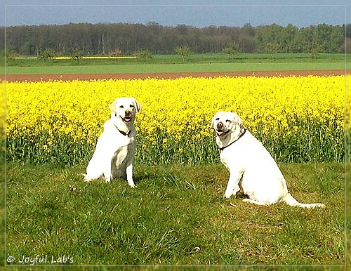 Joyful Lab's Bright Girl