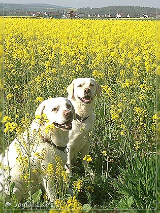 Joyful Lab's Bright Girl