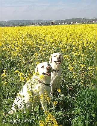 Joyful Lab's Bright Girl