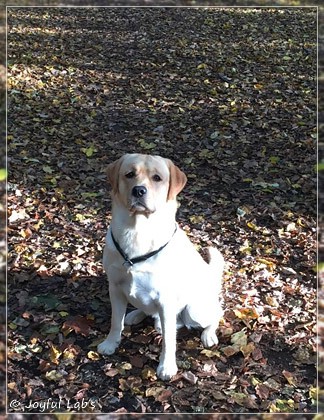 Joyful Lab's Colour Boy