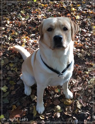 Joyful Lab's Colour Boy