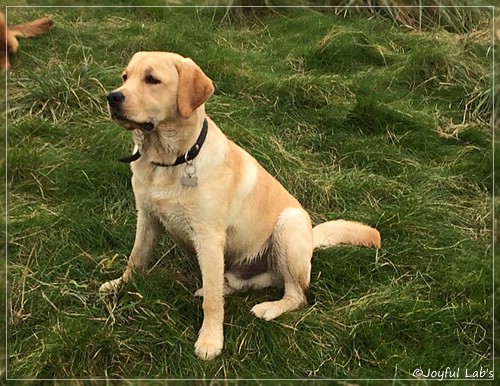 Joyful Lab's Colour Boy