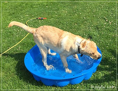 Joyful Lab's Colour Boy